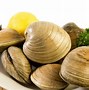 Image result for Different Clams