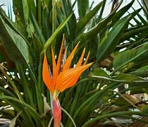 Image result for Orange Spiky Flower