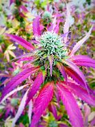 Image result for Meowijuana Blend of Plants