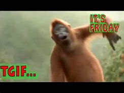 Image result for Friday Monkey Meme