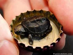 Image result for Tiniest Turtle in the World
