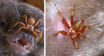 Image result for Parasitic Bat Fly