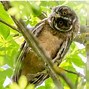 Image result for Owl Head Rotated Backward