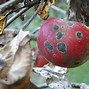 Image result for Apple Tree Fungus Treatment