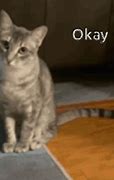 Image result for Okay Cat Meme