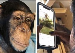 Image result for Monkey with iPhone