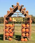Image result for Pumpkin Picking in Finger Lakes