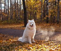 Image result for iPhone Wallpaper Samoyed
