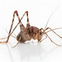 Image result for Large Cricket Insect