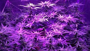 Image result for Purple Weed Background