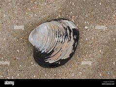 Image result for Iceland Clam
