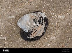 Image result for Ocean Quahog Clam