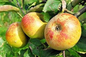 Image result for Malus reinette de france