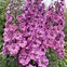 Image result for Delphinium pacific Astolat