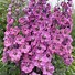 Bildergebnis für Delphinium Astolat (Pacific-Giant-Group)