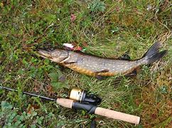 Image result for Fishing in Comox