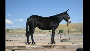 Image result for Mule Cricket