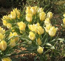 Image result for Tulipa batalinii Bright Gem
