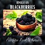 Image result for BlackBerry Vines Thorns