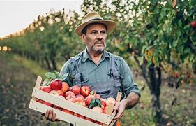 Image result for Georgia Apple's for Sale
