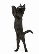 Image result for Black Cat Hind Legs