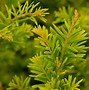 Image result for Taxus baccata losse wortel 2   2