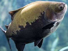 Image result for Pacu Schematic