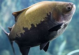 Image result for Black Pacu Fish