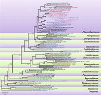 Image result for phylogenetic tree