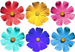 Image result for Colored Flowers to Color