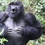 Image result for Silverback Gorilla Weiner