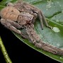 Image result for Biggest Spider in the World Size