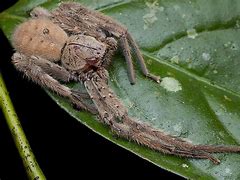Image result for Biggest Spider Ever Recorded