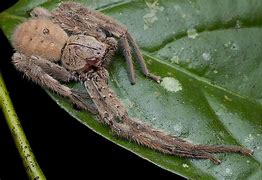 Image result for What Is the Biggest Spider