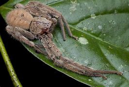 Image result for What Is the Biggest Spider in the World
