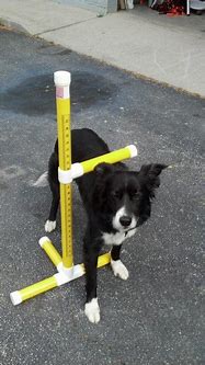 Image result for Wicket for Measuring Dogs