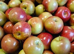 Image result for Fuji Fruit Picking