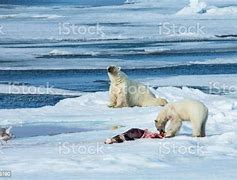 Image result for polar bears eating seal
