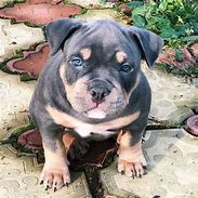 Image result for Miniature Pit Bull Terrier