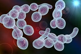 Image result for candida