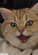 Image result for Excited Cat Face