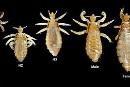 Image result for c�lice