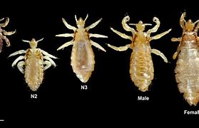 Image result for h�lice