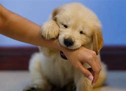 Image result for Puppy Biting