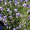 Image result for Catananche caerulea