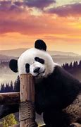 Image result for Panda Bear Desktop