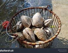 Image result for Ocean Quahog Clam Harvest