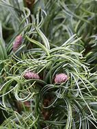 Image result for Pinus strobus Tiny Kurls