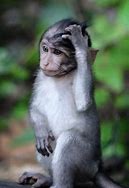 Image result for Funny Confused Animal Face