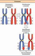 Image result for Homozygous Allele Example